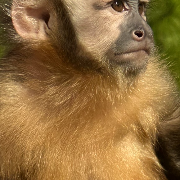 Like this post to get notified of my live shows! - Picture 5 of 11